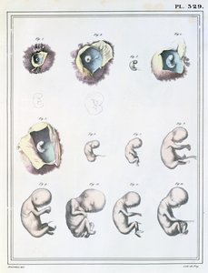 Kaavio alkionkehityksen vaiheista Jules Cloquet