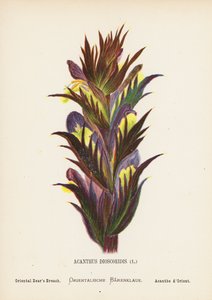 Pyhän maan luonnonvaraiset kukat: Acanthus Dioscoridis; Oriental Bear