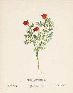 Pyhän maan luonnonvaraiset kukat: Adonis Aestivalis; Fasaanin silmä (värillinen kaiverrus).