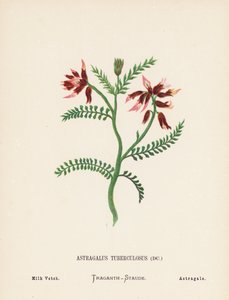 Pyhän maan luonnonvaraiset kukat: Astragalus Tuberculosus; Milk Vetch (värillinen kaiverrus).
