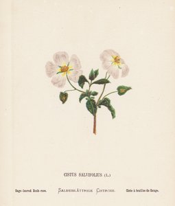 Pyhän maan luonnonvaraiset kukat: Cistus Salvifolius; Salvia-lehtinen ruusunmarja (värillinen kaiverrus). tekijältä Hannah Zeller