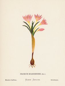 Pyhän maan luonnonvaraiset kukat: Colchicum Bulbocodioides, Stev; Niittysahrami (värillinen kaiverrus). tekijältä Hannah Zeller