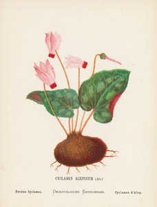Pyhän maan luonnonvaraiset kukat: Cyclamen Aleppicum, Ait; Persian Cyclamen (värillinen kaiverrus). tekijältä Hannah Zeller