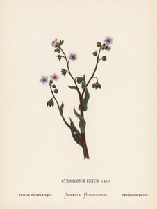 Pyhän maan luonnonvaraiset kukat: Cynoglossum Pictum, Ait; Maalattu koirankieli (värillinen kaiverrus). tekijältä Hannah Zeller