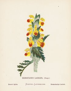 Pyhän maan luonnonvaraiset kukat: Eremostachys Laciniata, Bunge; Desert Spike (värillinen kaiverrus). tekijältä Hannah Zeller