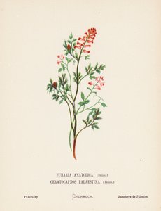 Pyhän maan luonnonvaraiset kukat: Fumaria Anatolica, Boiss, Ceratocapnos Palaestina, Boiss; Fumitory (värillinen kaiverrus). tekijältä Hannah Zeller
