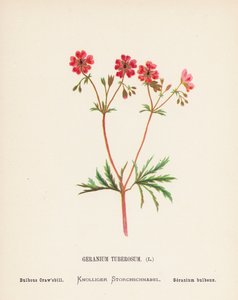 Pyhän maan luonnonvaraiset kukat: Geranium Tuberosum; Bulbous Craw