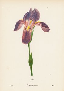 Pyhän maan luonnonvaraiset kukat: Iris; Iris (värillinen kaiverrus)