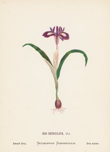 Pyhän maan luonnonvaraiset kukat: Iris Reticulata; kääpiö-iris (värillinen kaiverrus). tekijältä Hannah Zeller