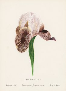 Pyhän maan luonnonvaraiset kukat: Iris Susiana; Persian iiris (värillinen kaiverrus). tekijältä Hannah Zeller