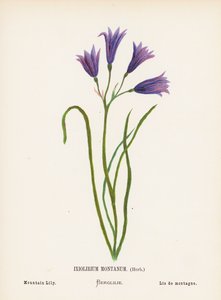 Pyhän maan luonnonvaraiset kukat: Ixiolirium Montanum, yrtti; vuorililja (värillinen kaiverrus)