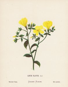 Pyhän maan luonnonvaraiset kukat: Linum Flavum; Keltainen pellava (värillinen kaiverrus). tekijältä Hannah Zeller