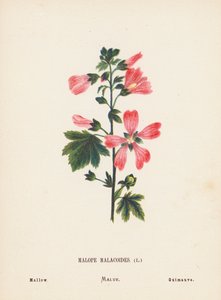Pyhän maan luonnonvaraiset kukat: Malope Malacoides; Malva (värillinen kaiverrus). tekijältä Hannah Zeller