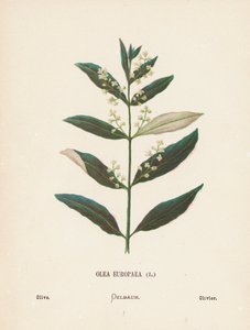 Pyhän maan luonnonvaraiset kukat: Olea Europaea; Olive (värillinen kaiverrus).