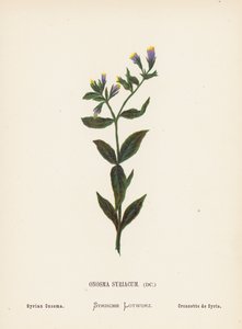 Pyhän maan luonnonvaraiset kukat: Onosma Syriacum; Syrian Onosma (värillinen kaiverrus).