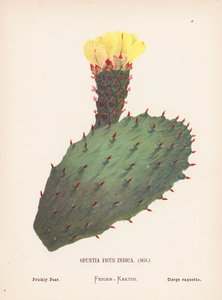 Pyhän maan luonnonvaraiset kukat: Opuntia Ficus Indica, Mill; piikkipäärynä (värillinen kaiverrus). tekijältä Hannah Zeller