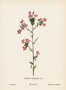 Pyhän maan luonnonvaraiset kukat: Plumbago Europaea; Plumbago (värillinen kaiverrus). tekijältä Hannah Zeller