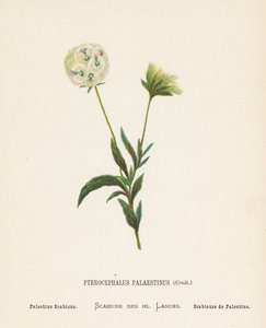 Pyhän maan luonnonvaraiset kukat: Pterocephalus Palaestinus, Coult; Palestine Scabious (värillinen kaiverrus).