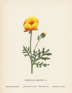Pyhän maan luonnonvaraiset kukat: Ranunculus Asiaticus; Aasialainen Ranunculus (värillinen kaiverrus). tekijältä Hannah Zeller