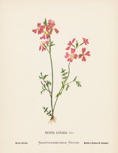 Pyhän maan luonnonvaraiset kukat: Ricotia Lunaria; Rock-Stock (värillinen kaiverrus).
