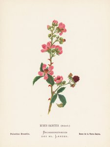 Pyhän maan luonnonvaraiset kukat: Rubus Sanctus, Schreb; Palestine Bramble (värillinen kaiverrus).