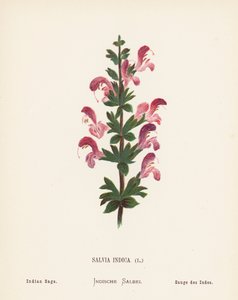 Pyhän maan luonnonvaraiset kukat: Salvia Indica; Intian salvia (värillinen kaiverrus).