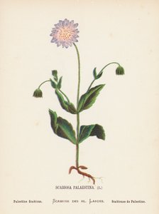 Pyhän maan luonnonvaraiset kukat: Scabiosa Palaestina; Palestine Scabious (värillinen kaiverrus). tekijältä Hannah Zeller