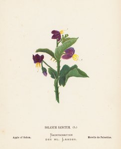 Pyhän maan luonnonvaraiset kukat: Solanum Sanctum; Sodoman omena (värillinen kaiverrus). tekijältä Hannah Zeller