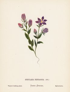 Pyhän maan luonnonvaraiset kukat: Specularia Pentagonia; Venuksen peililasi (värillinen kaiverrus).