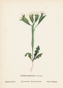 Pyhän maan luonnonvaraiset kukat: Statice Aegyptiaca, Thouin; Egyptiläinen säästäväisyys (värillinen kaiverrus): Statice Aegyptiaca, Thouin; Egyptian Thrift (värillinen kaiverrus). tekijältä Hannah Zeller