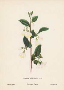 Pyhän maan luonnonvaraiset kukat: Styrax Officinalis; Storax-puu (värillinen kaiverrus).
