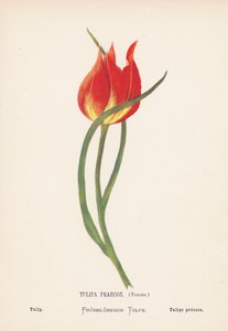 Pyhän maan luonnonvaraiset kukat: Tulipa Praecox, Tenore; Tulip (värillinen kaiverrus). tekijältä Hannah Zeller