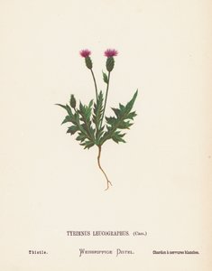 Pyhän maan luonnonvaraiset kukat: Tyrimnus Leucographus, Cass; Ohdake (värillinen kaiverrus).