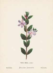 Pyhän maan luonnonvaraiset kukat: Vinca Media, Link; Periwinkle (värillinen kaiverrus). tekijältä Hannah Zeller