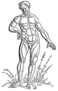 Baldung - Anatomia - Mies tekijältä Hans Baldung Grien