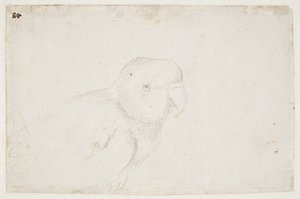 Undulaatti tekijältä Hans Baldung Grien