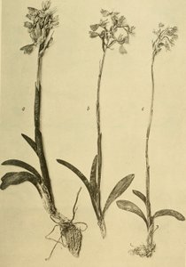 K.K.:n vuosikirjat Luonnonhistoriallinen hovimuseo (1914) (18201357971) tekijältä Hans Fleischmann