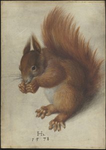 Punainen orava