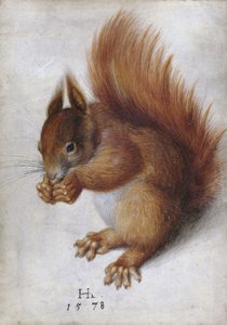 Punainen orava tekijältä Hans Hoffmann