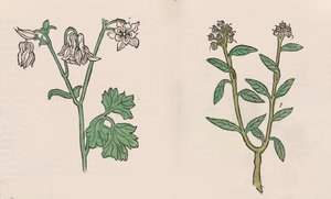 Herbarius - Gart der gesuntheit - Terveyden puutarha, 1485. tekijältä Hans Schönsperger