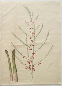 Asparagus officinalis albumilta Gottorfer Codex, n. 1650 (guassi pergamentilla) tekijältä Hans Simon Holtzbecher