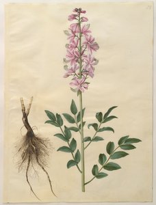 Dictamnus albus albumilta Gottorfer Codex, n. 1650 (guassi pergamentilla)