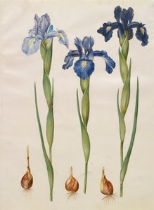 Iris xiphiodes albumista Gottorfer Codex, noin 1650 (guassi pergamentille).