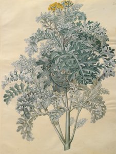 Jacobaea maritima albumilta Gottorfer Codex, n. 1650 (guassi pergamentilla)