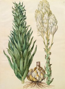 Lilium candidum monstrosum albumista Gottorfer Codex, noin 1650 (guassi pergamentille).