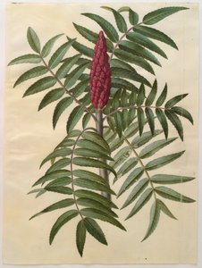 Rhus typhina albumilta Gottorfer Codex, n.1650 (guassi pergamentilla)