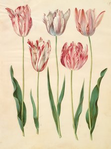 Tulipa gesneriana albumilta Gottorfer Codex, n.1650 (guassi pergamentilla)