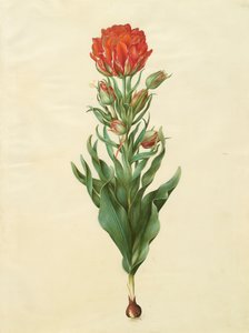 Tulipa gesneriana albumilta Gottorfer Codex, n.1650 (guassi pergamentilla)