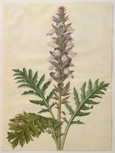 Acanthus mollis tekijältä Hans Simon Holtzbecker