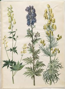 Aconitum lycoctonum (nordisk stormhat); Aconite napellus (Ægte stormhat); Aconite anthora (finbladet stormhat) tekijältä Hans Simon Holtzbecker